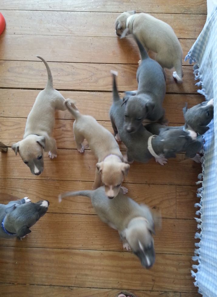 chiot Whippet Du Domaine de Chatenay